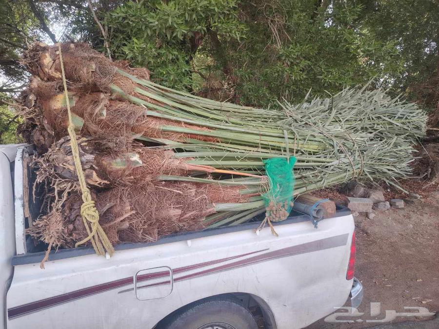 نخل للبيع64481387113346110