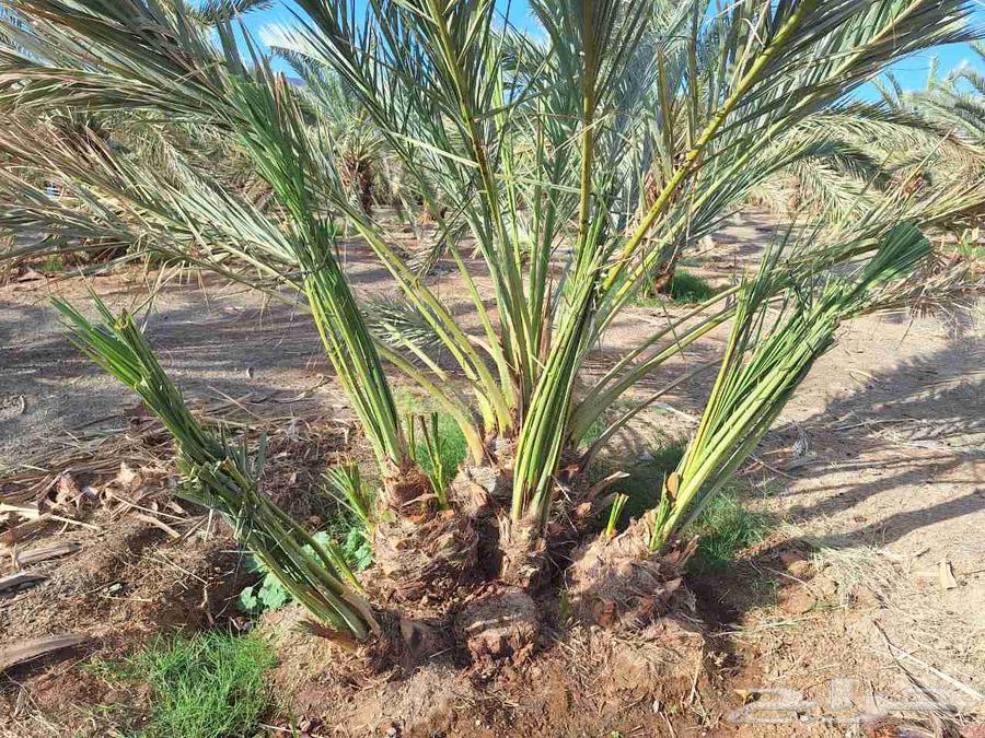 فسايل عجوة للبيع64485433728642110