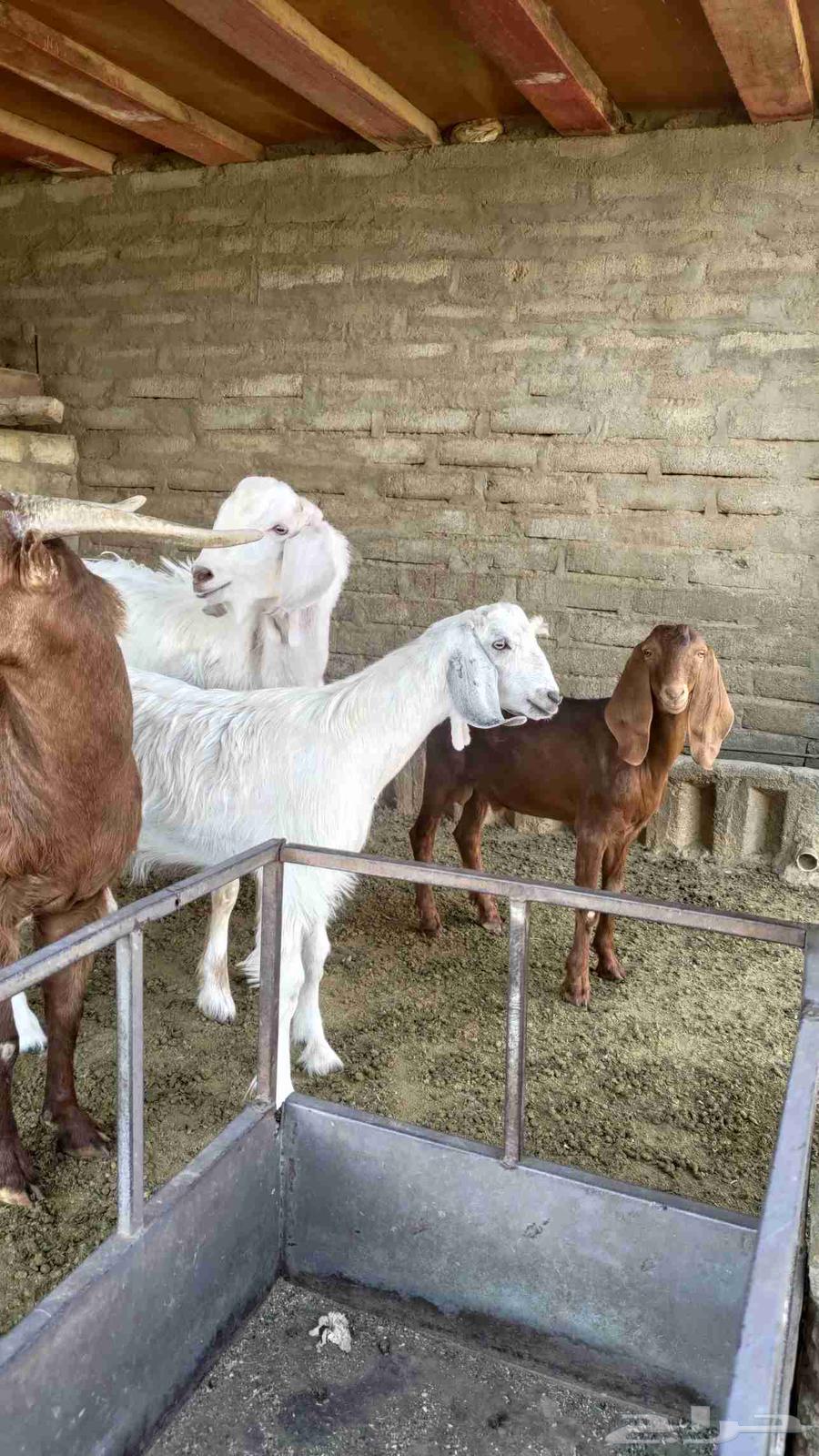 Goats for sale, for slaughter or breeding64480291281793113