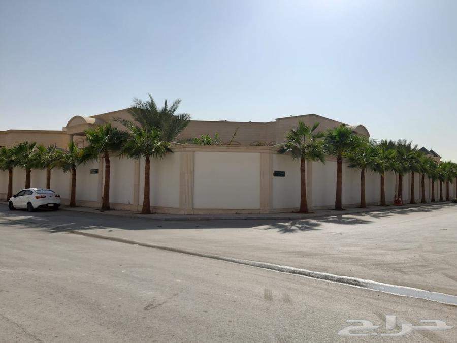 نخل وشنطني زينه امريكي للبيع64500284610051111