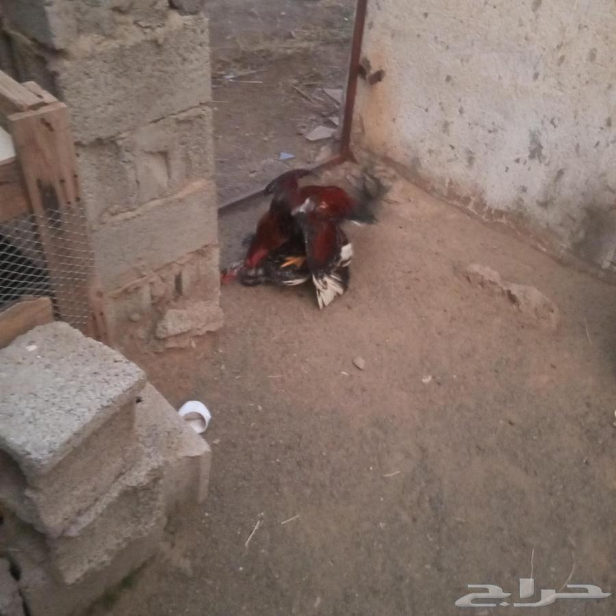 ديك سندي بيور64480263713794112