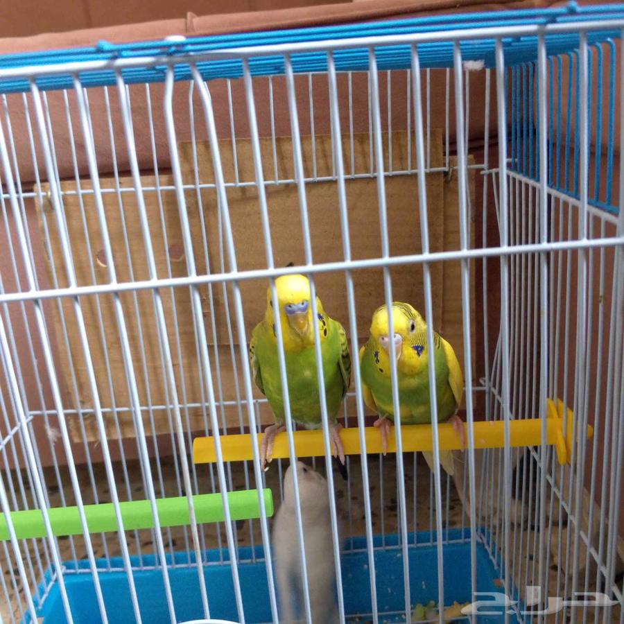 طيور بادجي64481887016065110