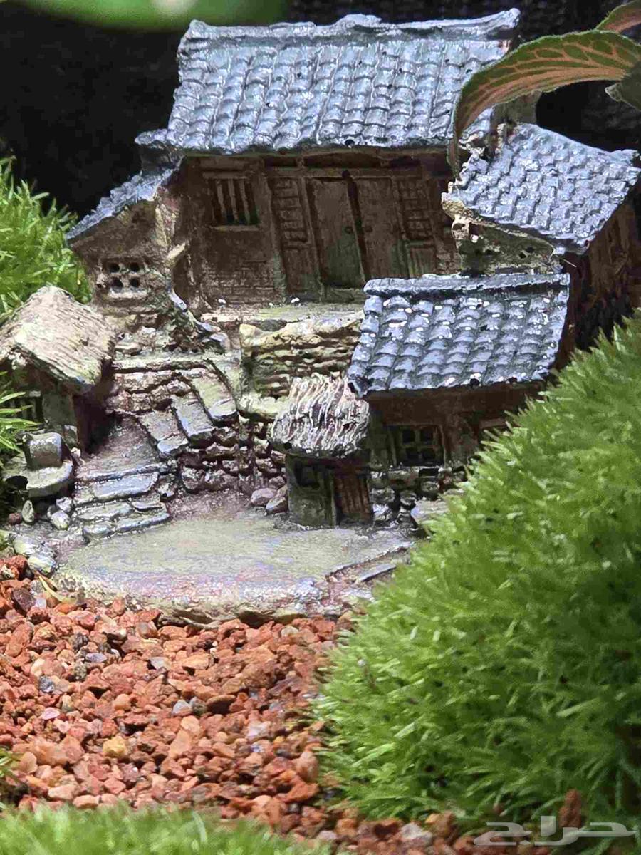 حوض نباتات طبيعية تيراريوم64480358866945111