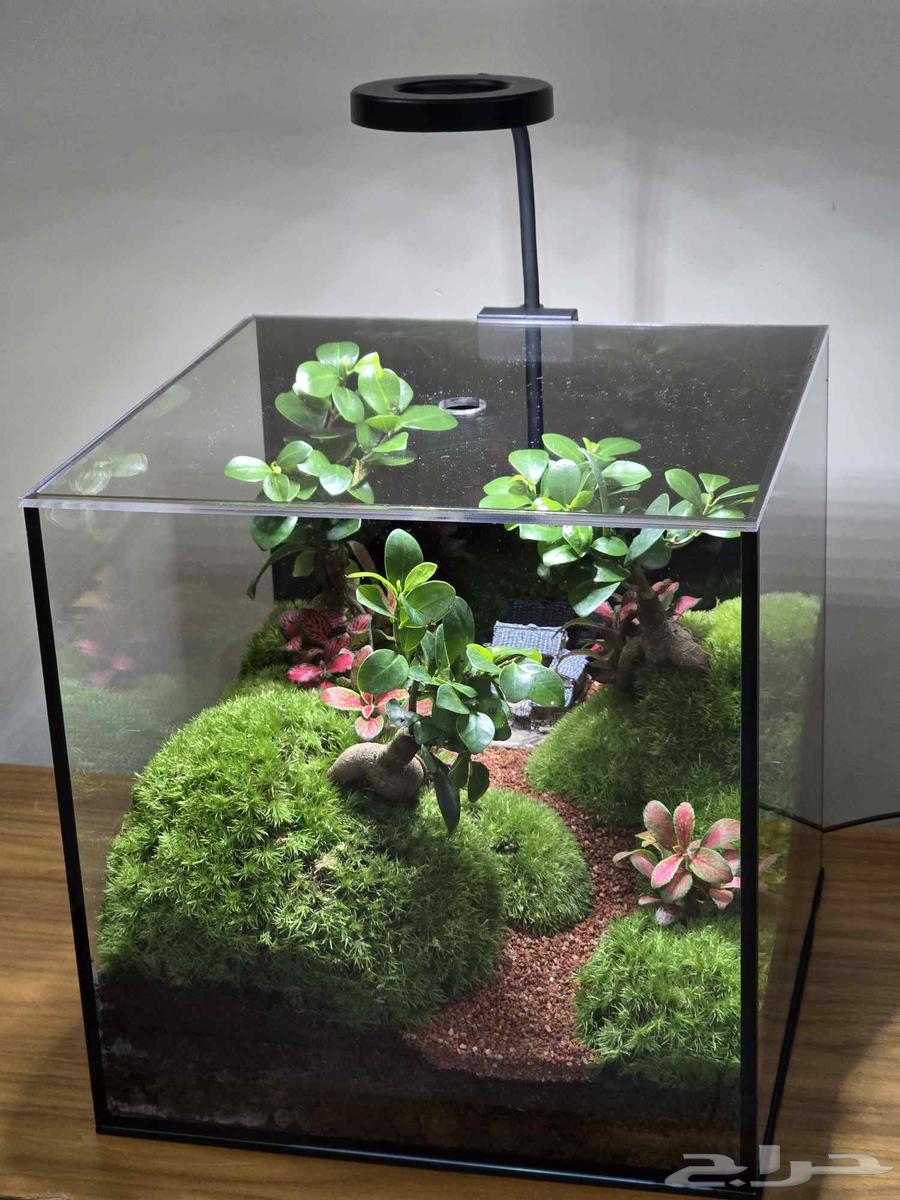 حوض نباتات طبيعية تيراريوم64480358866945110