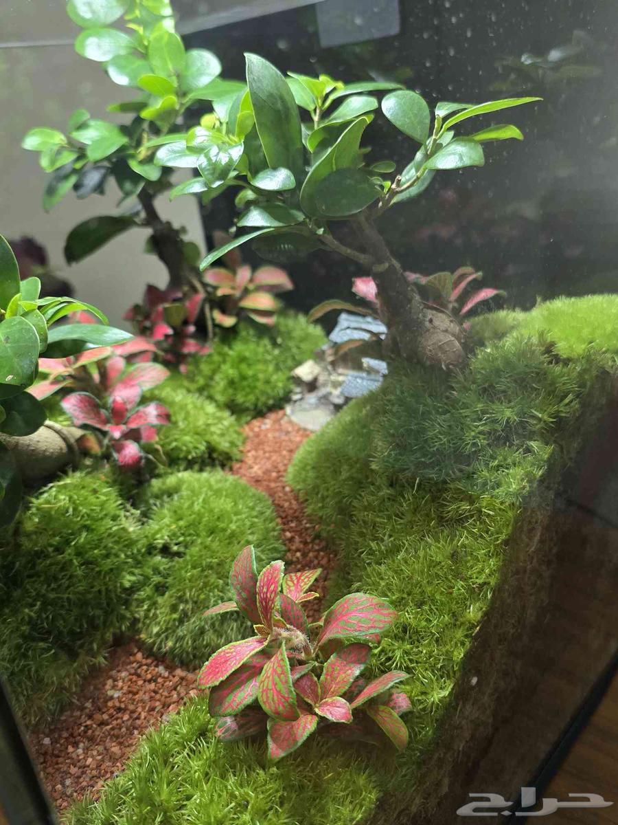 حوض نباتات طبيعية تيراريوم64480358866945112