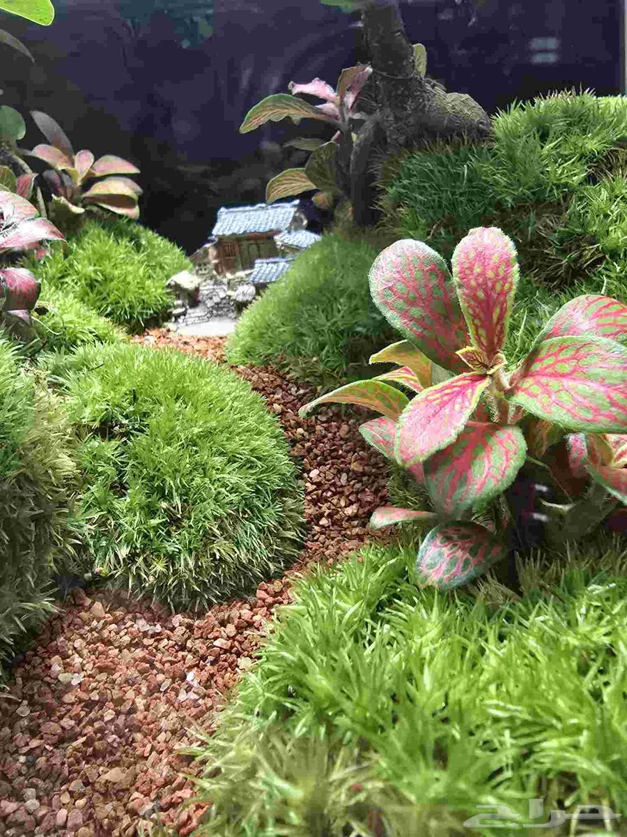 حوض نباتات طبيعية تيراريوم64480358866945114