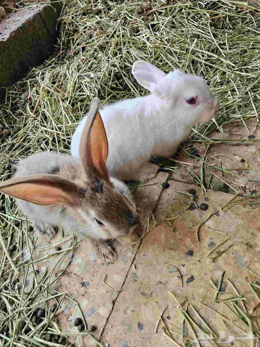 11 الأرانب64480510108163112