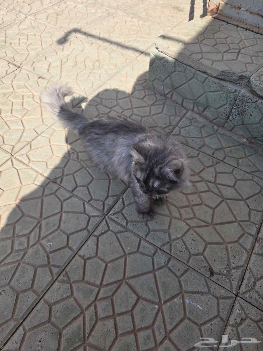 Available, but I'm a Shirazi type student for 300 SAR64480304908163111