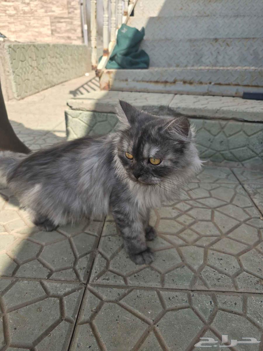 Available, but I'm a Shirazi type student for 300 SAR64480304908163112