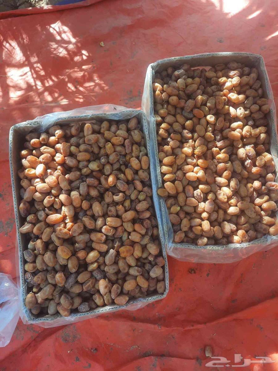 سلام عليكم يتوفر لدين تمر اخلاص اللبيع توصيل64484470970755111