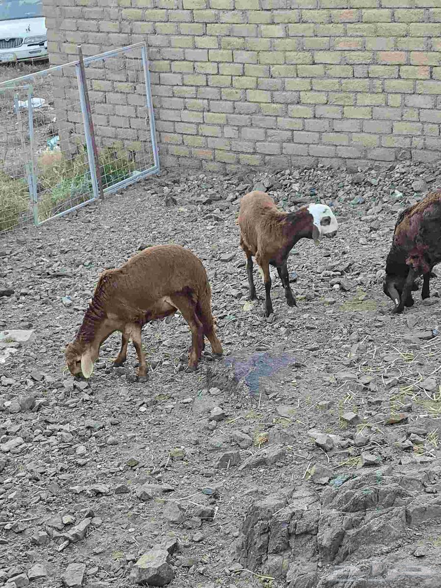 طليان سواكن مع التوصيل64482796412930112