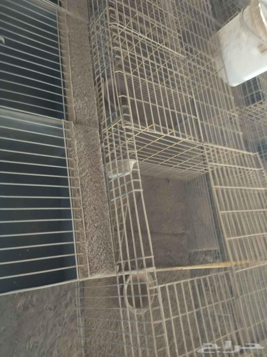 بطاريات ارانب جديده لم تستخدم بعد خامة تقيلة ومجلفنة ضدد اأ64479548976514110