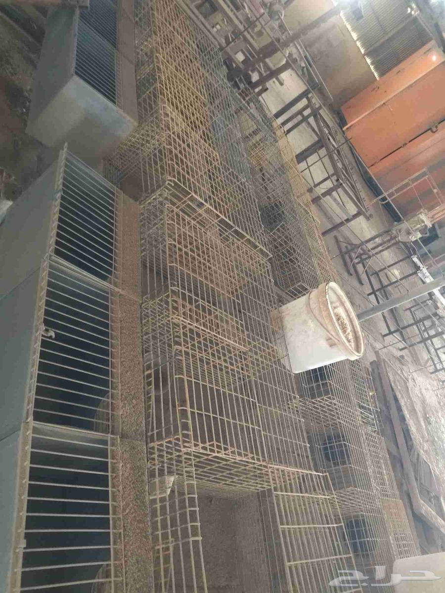 بطاريات ارانب جديده لم تستخدم بعد خامة تقيلة ومجلفنة ضدد اأ64479548976514111