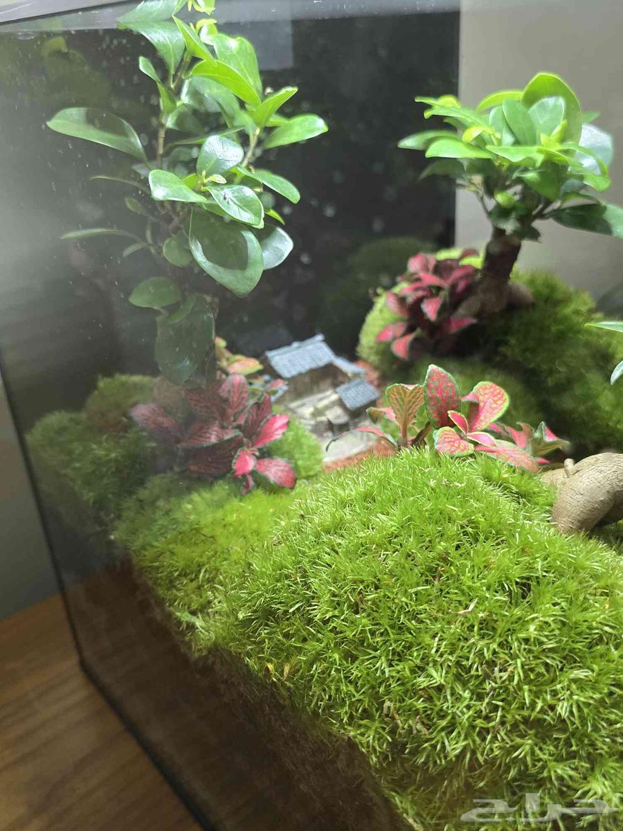 حوض نباتات طبيعية تيراريوم64480358866945113