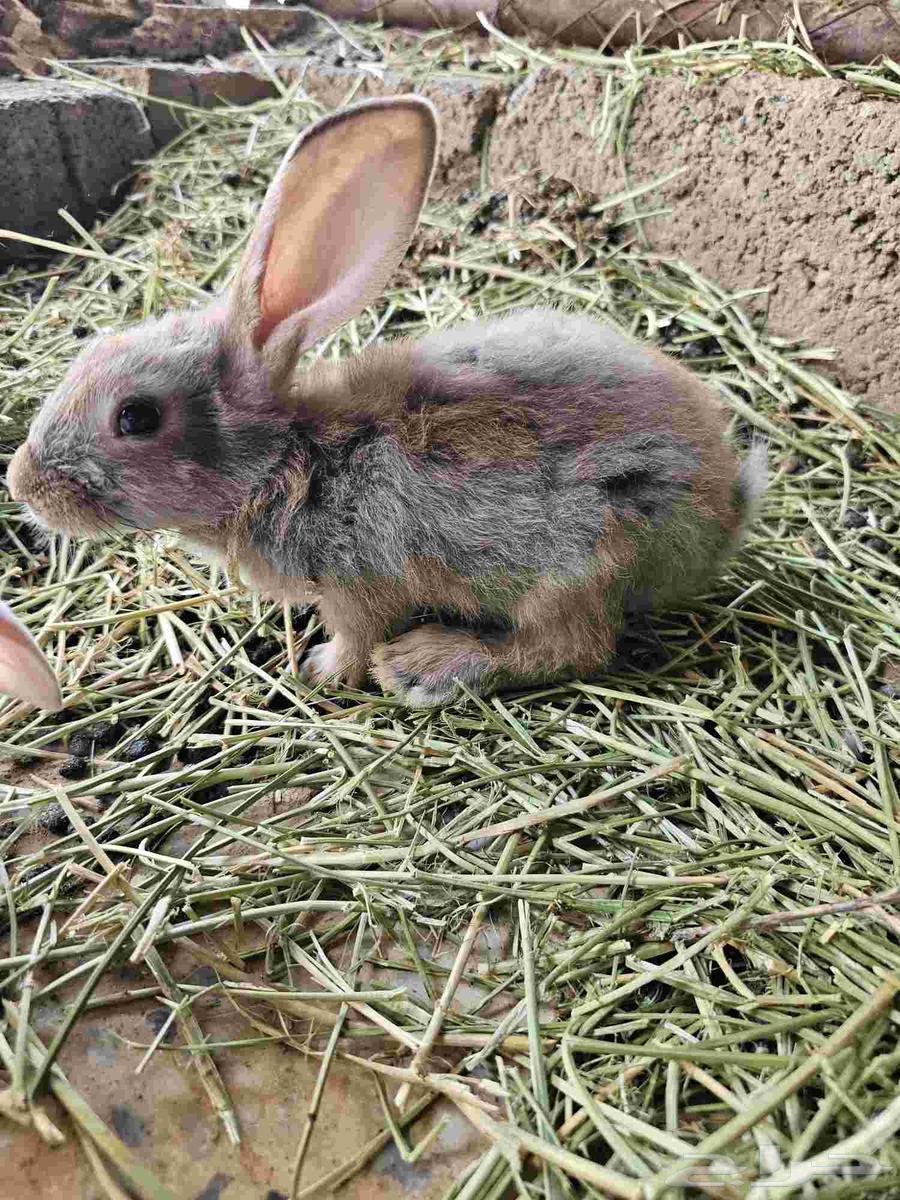 11 الأرانب64480510108163110