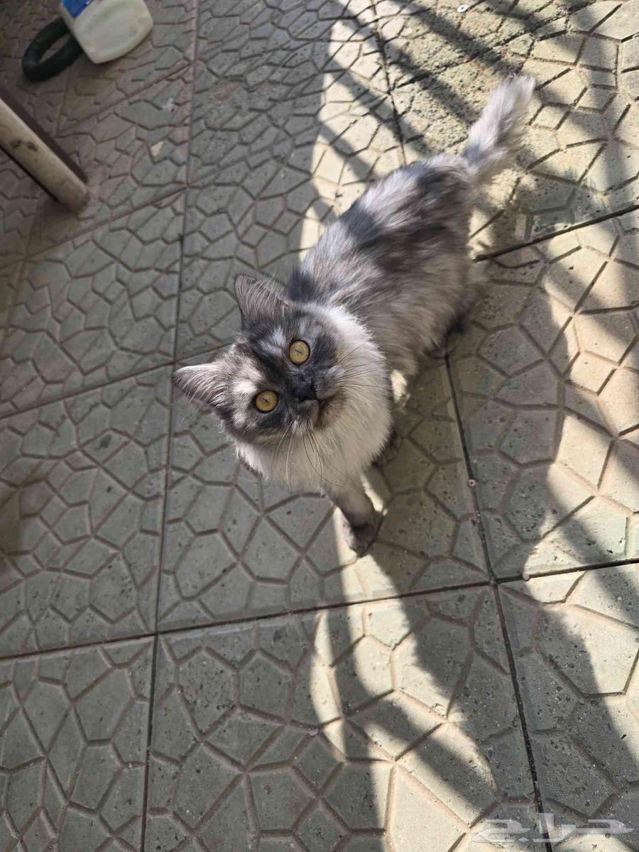 Available, but I'm a Shirazi type student for 300 SAR64480304908163114