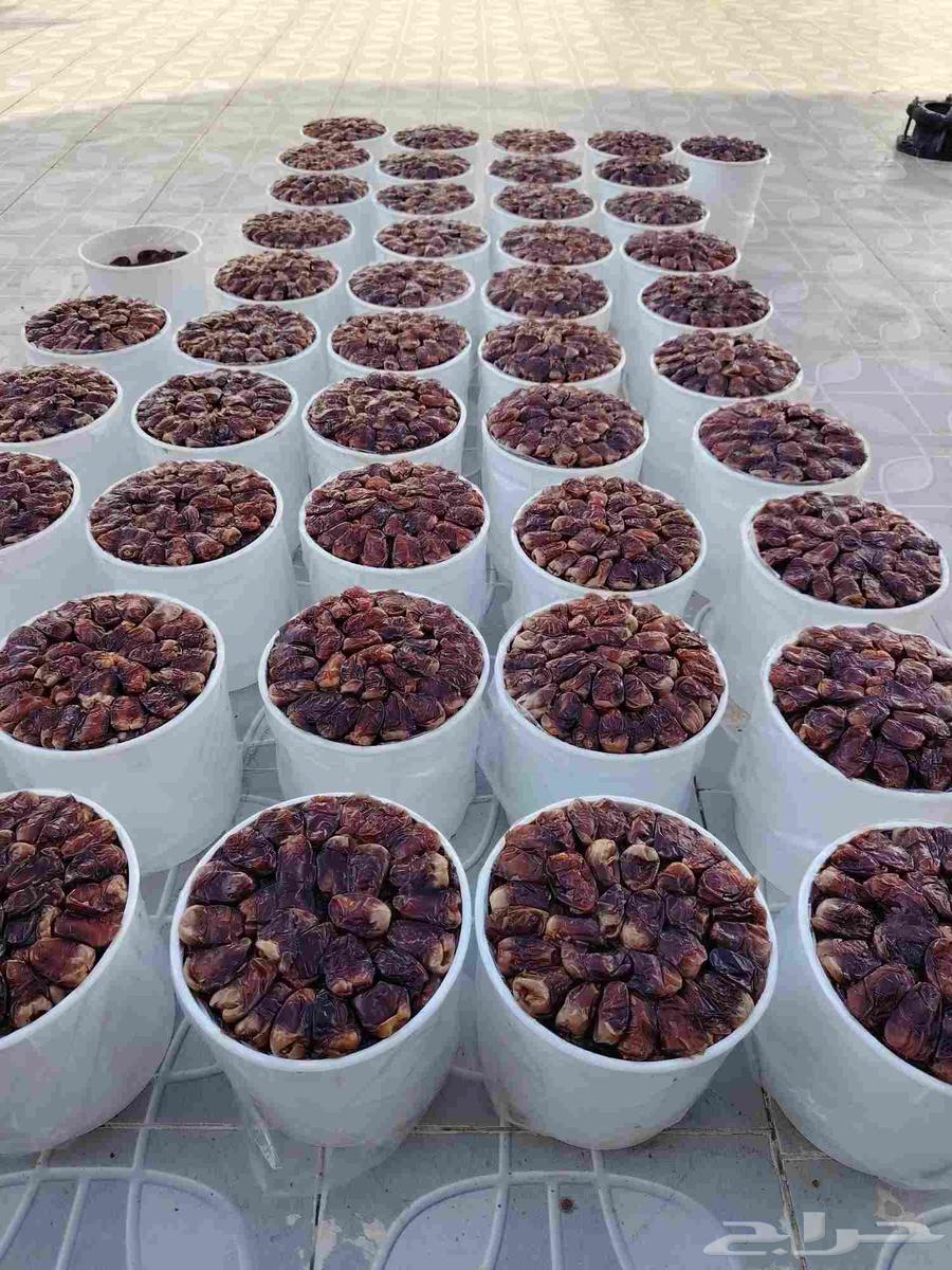 تمور برني العيص سطول فاخره تعبيئه اليومين هذي64483867626626110