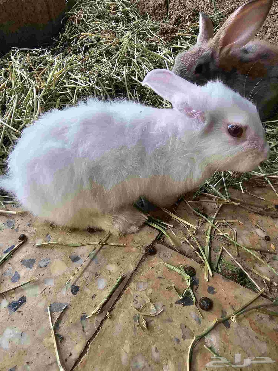 11 الأرانب64480510108163111