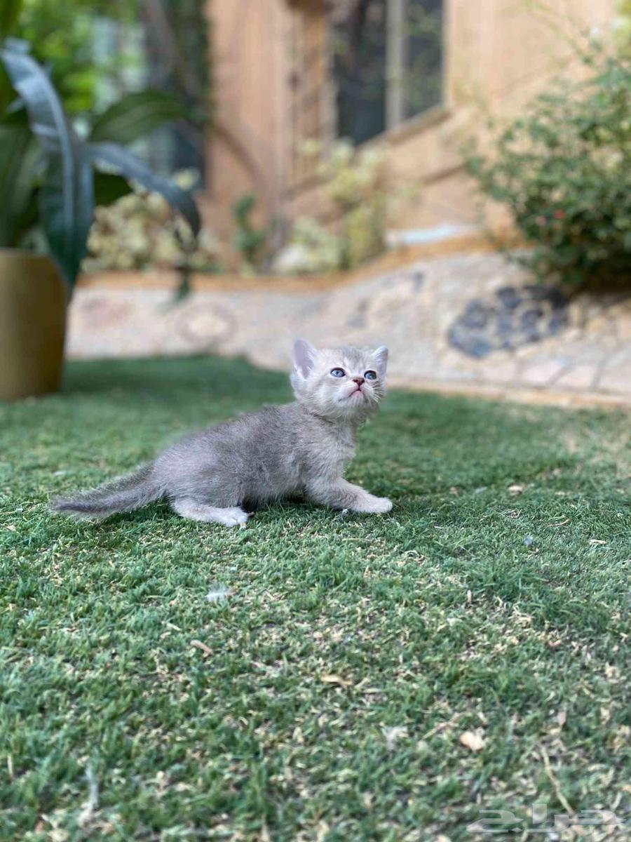 سكوتش فولد مطعمين مدربين للبيع ولايوجد تبني64481518162945113