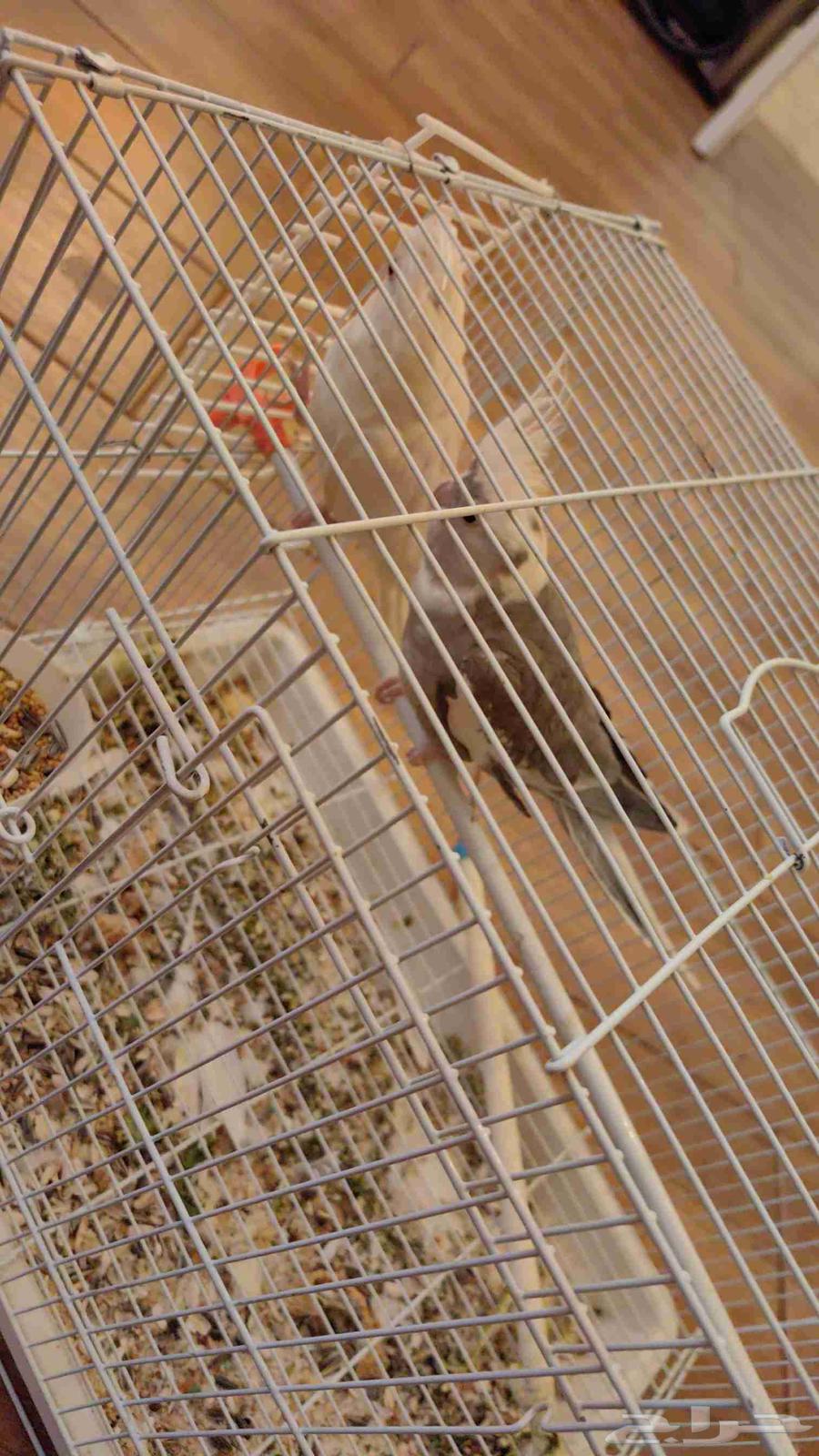 للبيع اثنين كروان وزوج بادجي64483137018370112