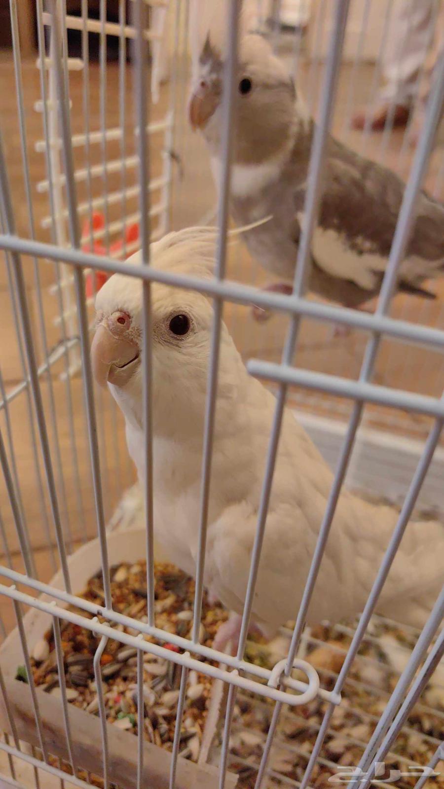 للبيع اثنين كروان وزوج بادجي64483137018370111