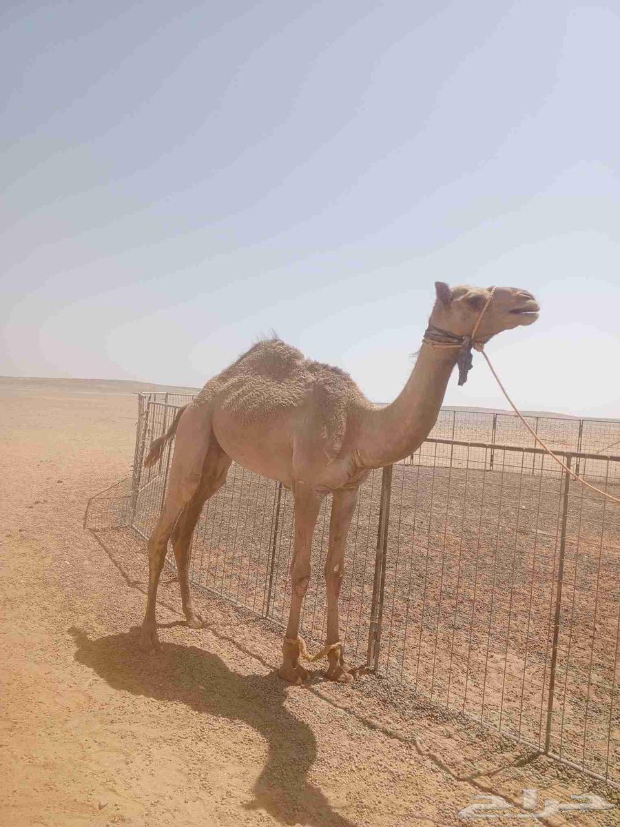 للبيع قعود64481209807106110