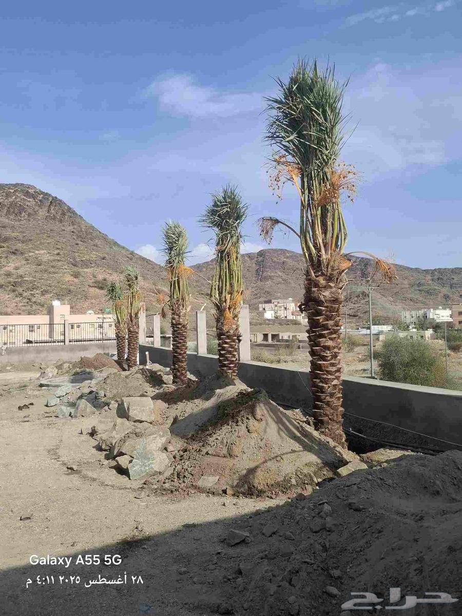نخيل للبيع واشنطني وعربي64483517906689114