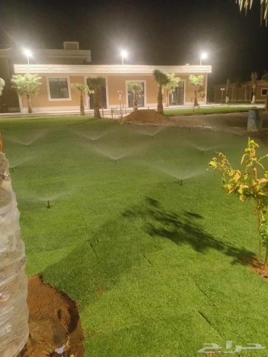 ثيل طبيعي سي الفين (C2000) صافي ونقي على الشرط شكل جمالي وخض64480222309763111