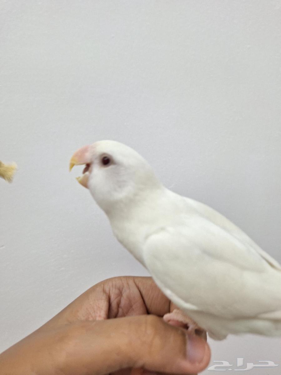 للبيع روز ألبينو قمة في الولافة وهدد نشبة ذكر64482200308227111