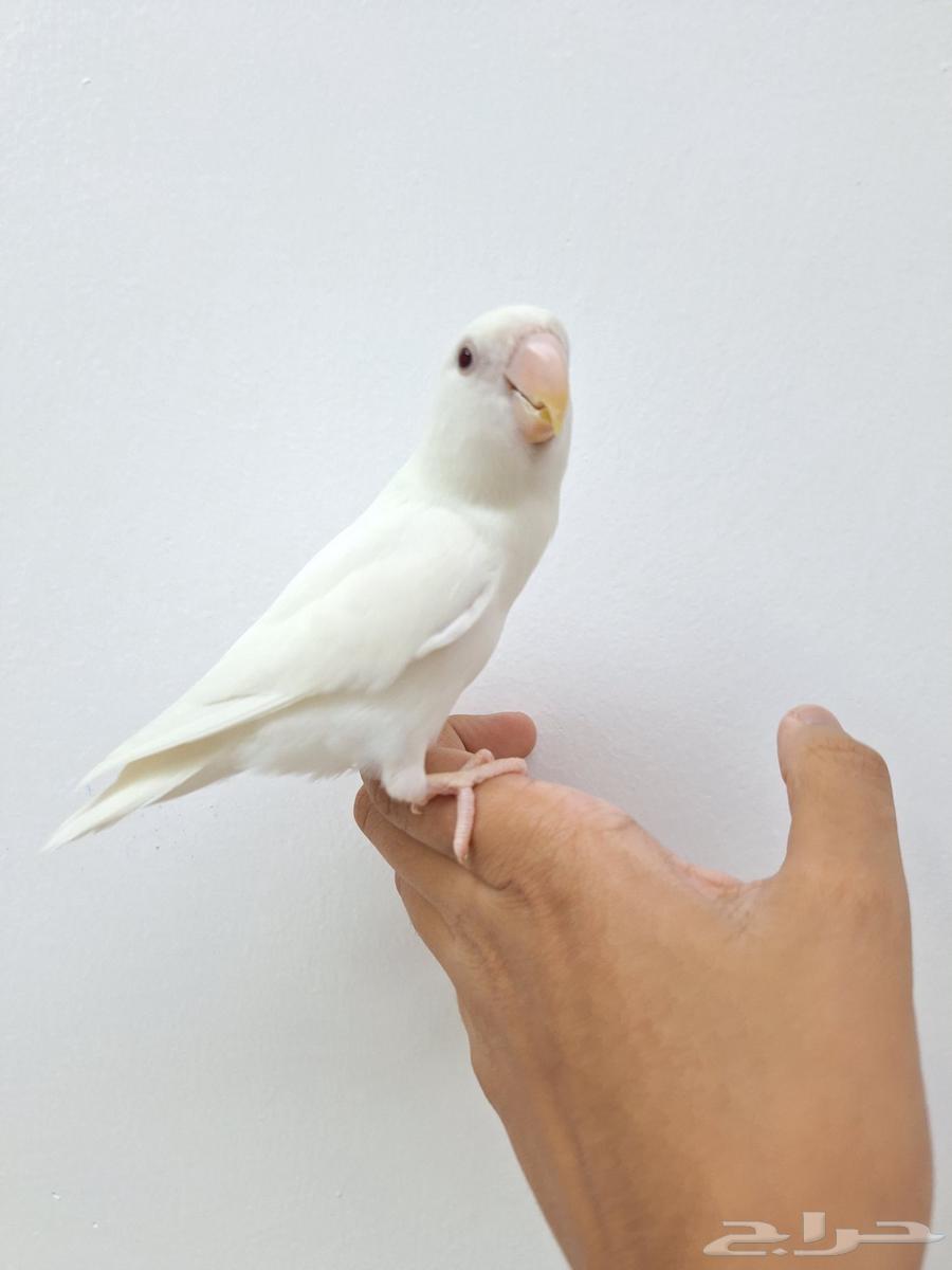 للبيع روز ألبينو قمة في الولافة وهدد نشبة ذكر64482200308227112