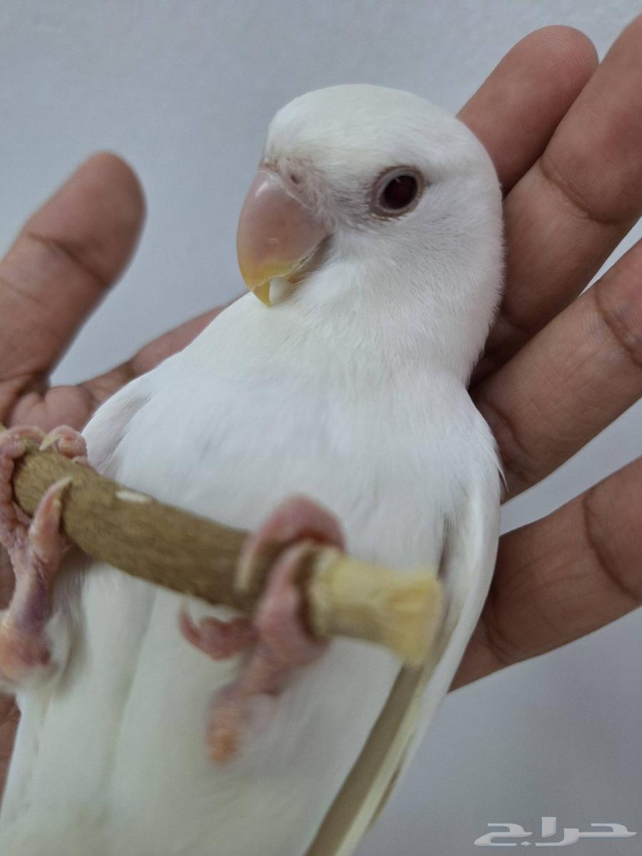 للبيع روز ألبينو قمة في الولافة وهدد نشبة ذكر64482200308227110