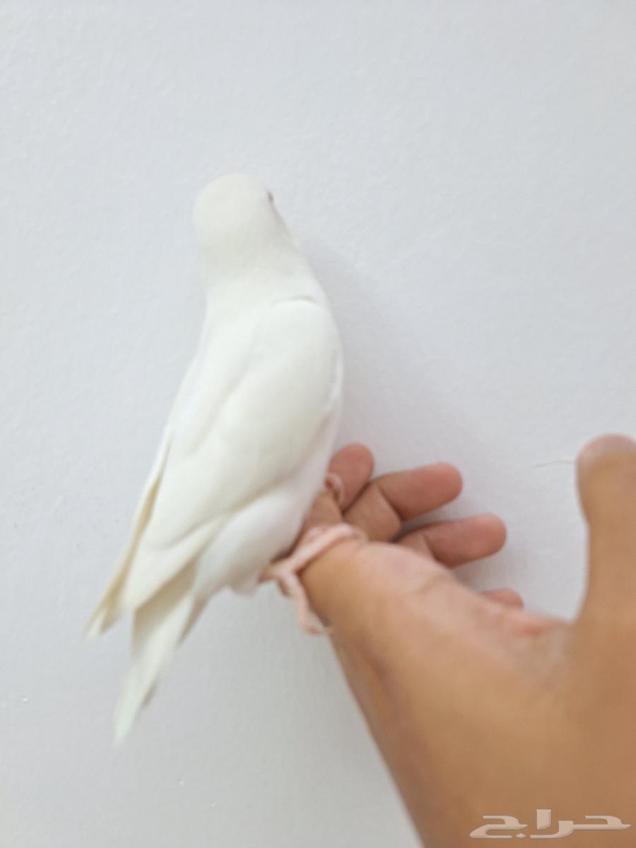 للبيع روز ألبينو قمة في الولافة وهدد نشبة ذكر64482200308227113