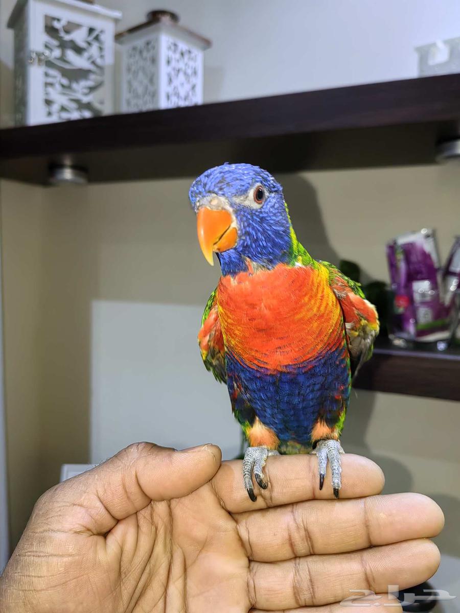 Farkh Lori Rainbow64481087128961112