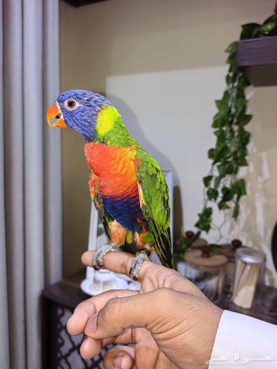 Farkh Lori Rainbow64481087128961111