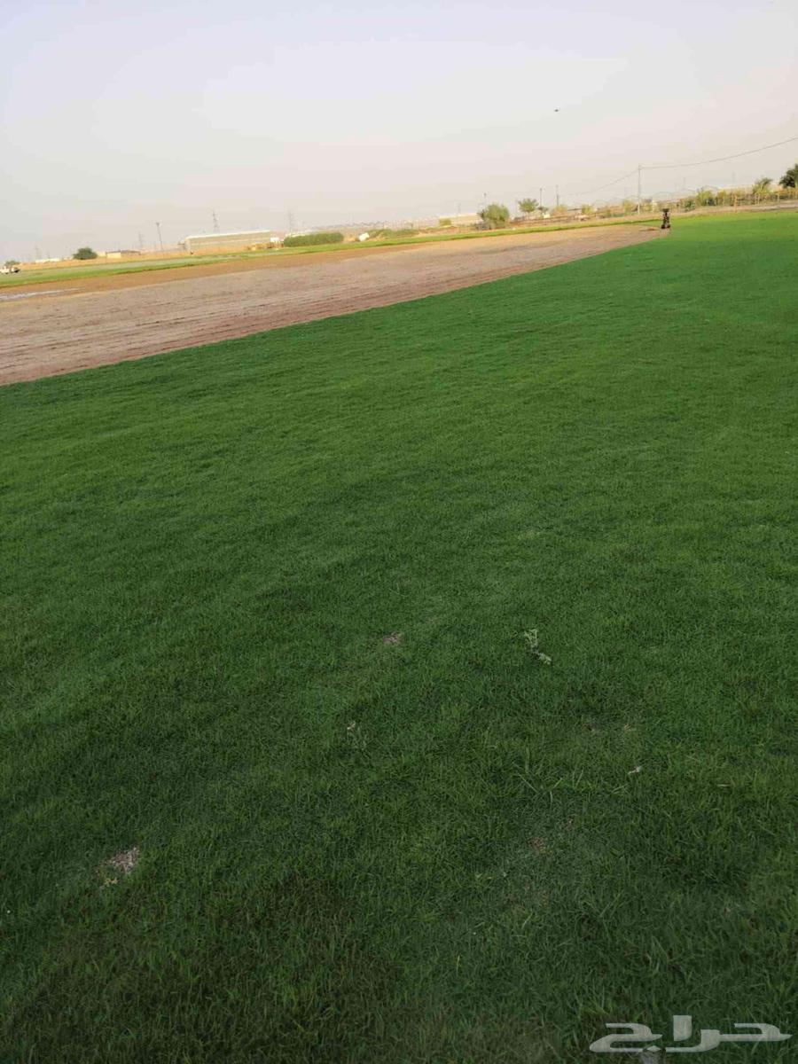 ثيل طبيعي سي الفين (C2000) صافي ونقي على الشرط شكل جمالي وخض64480222309763110