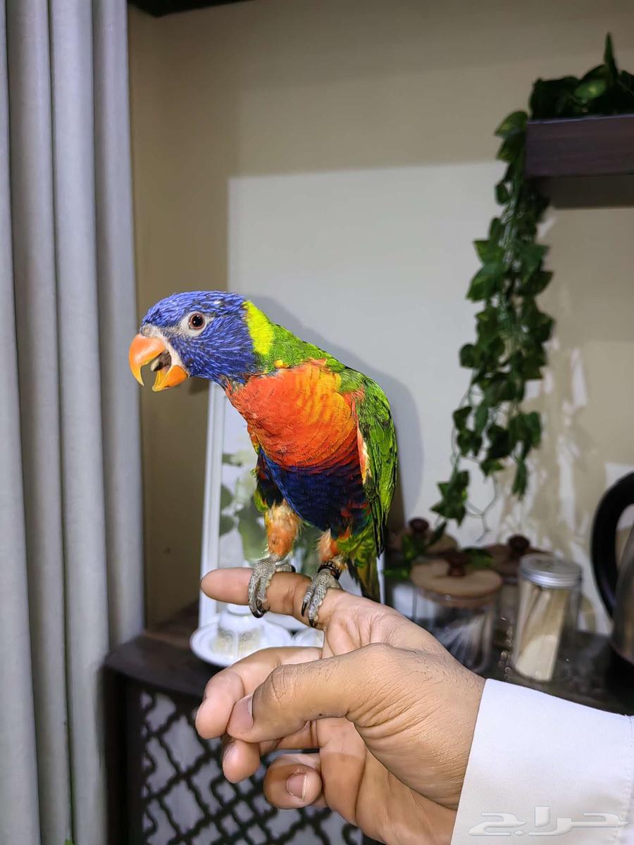 Farkh Lori Rainbow64481087128961110