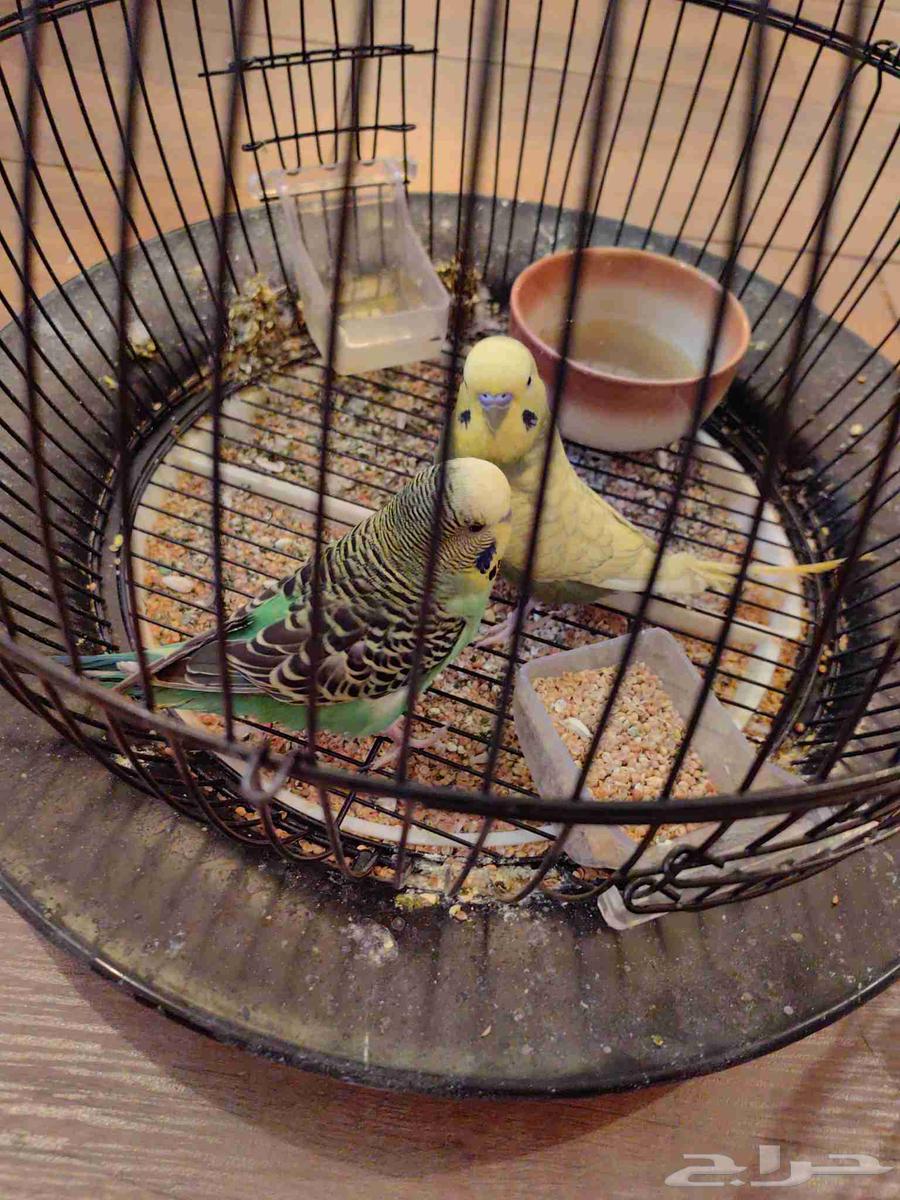 للبيع اثنين كروان وزوج بادجي64483137018370113