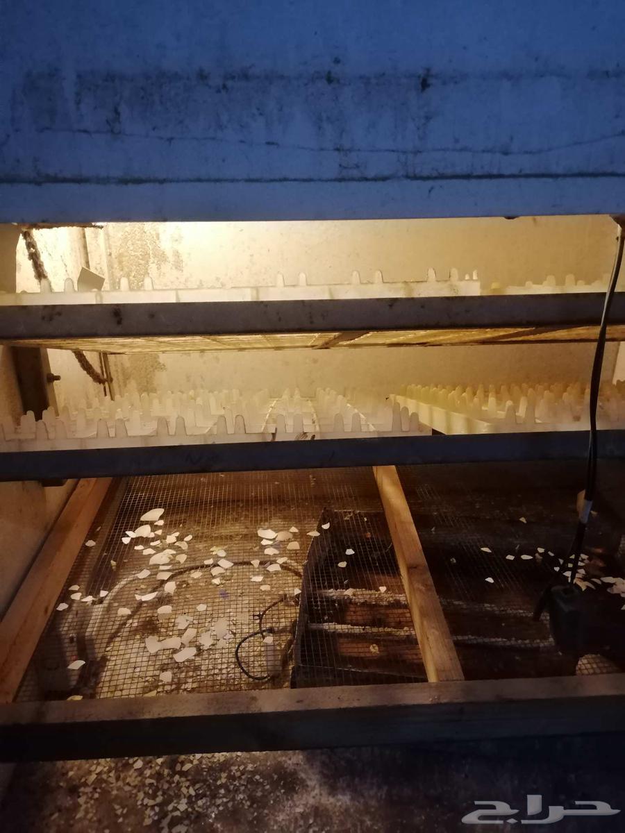 Tamtik incubator64486246677890111