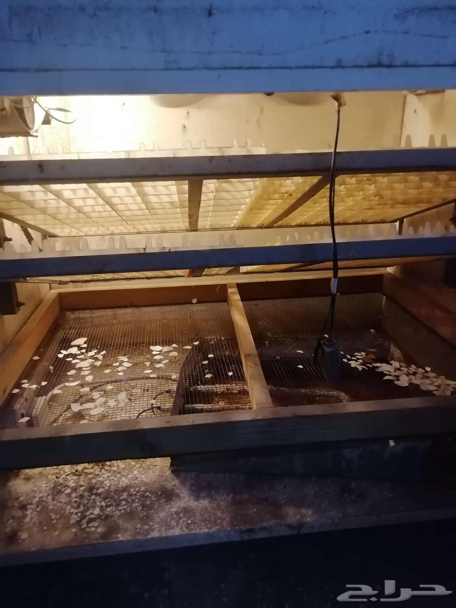 Tamtik incubator64486246677890113