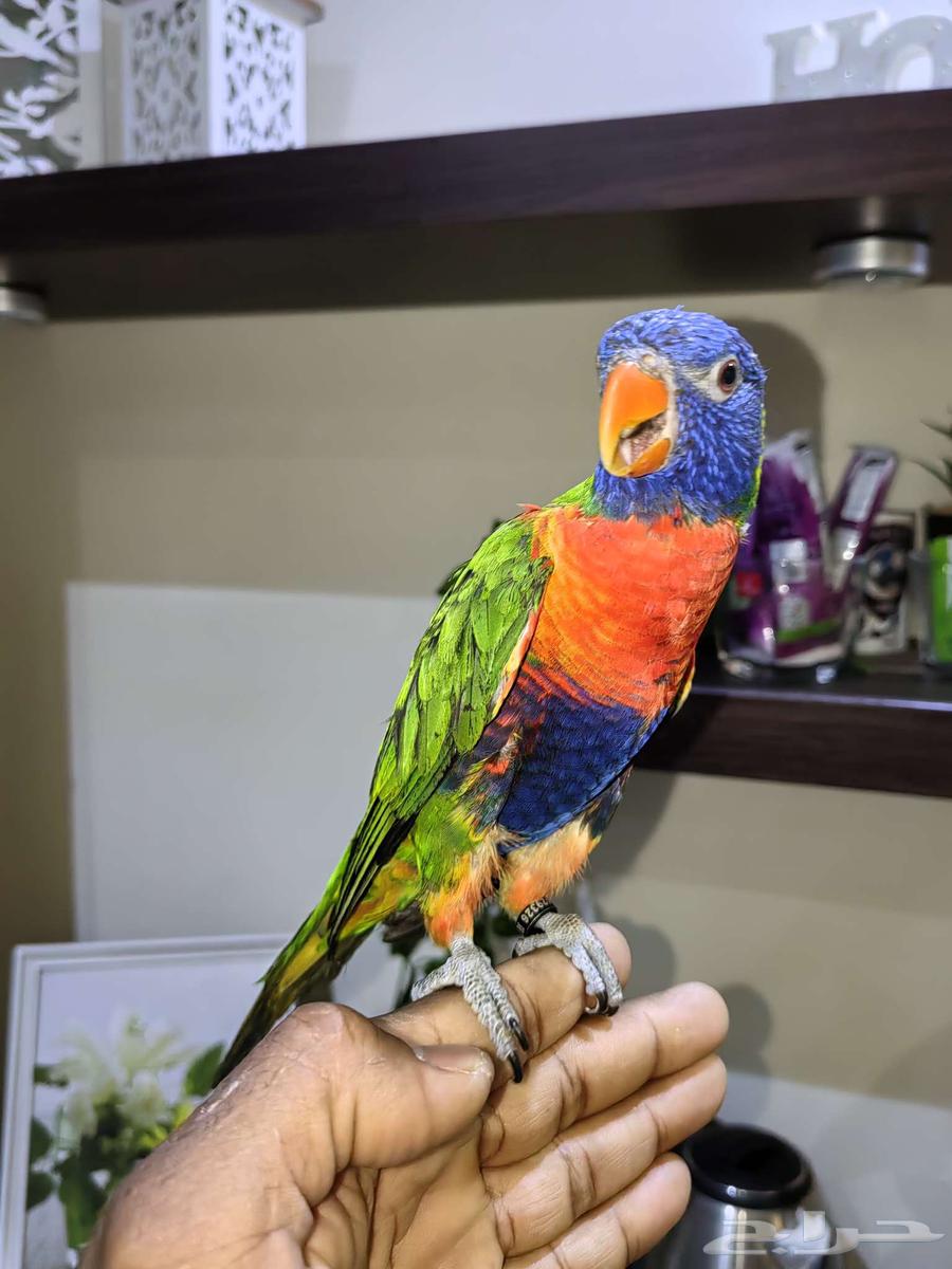 Farkh Lori Rainbow64481087128961113