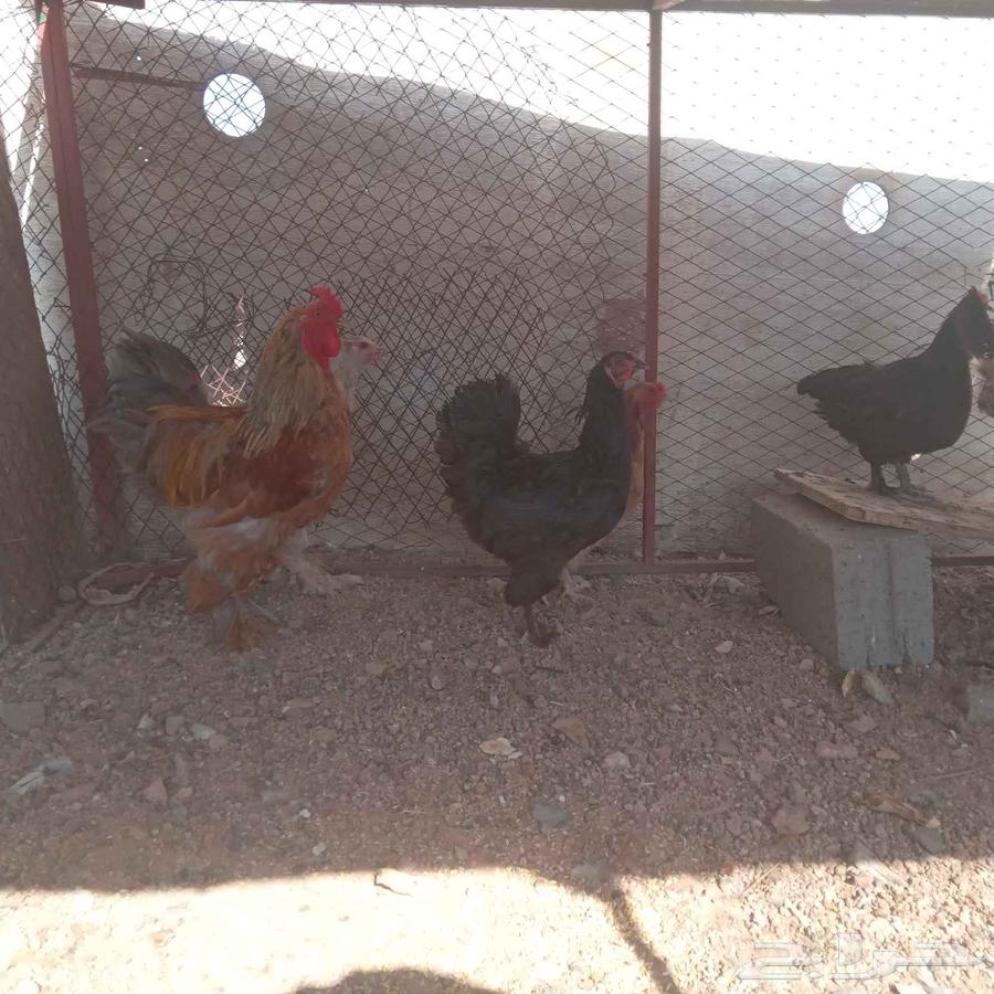 دجاج براهما 5 وديك 164480277399427110