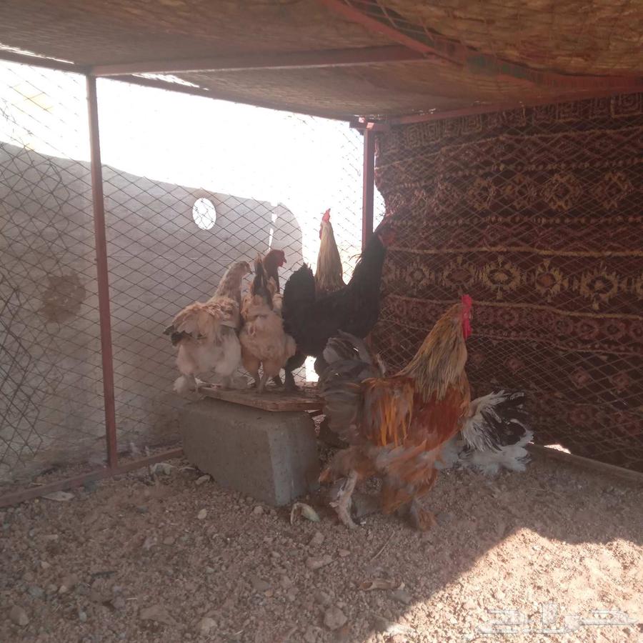 دجاج براهما 5 وديك 164480277399427111