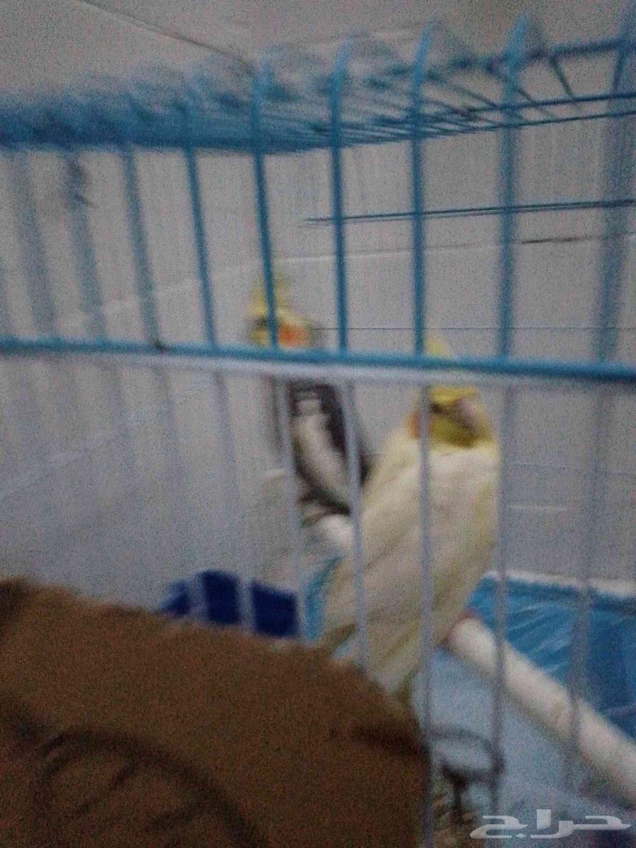 Crown case, product in good health. For sale at the highest price64484389246466112