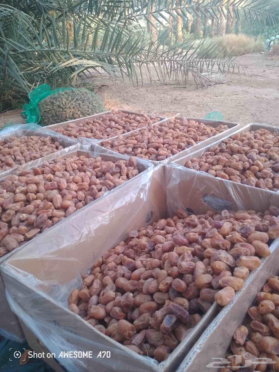 اعمل جميع اشغال النخيل سلام النخيل وخراب النخل جميع اشغال ال64389113814019111