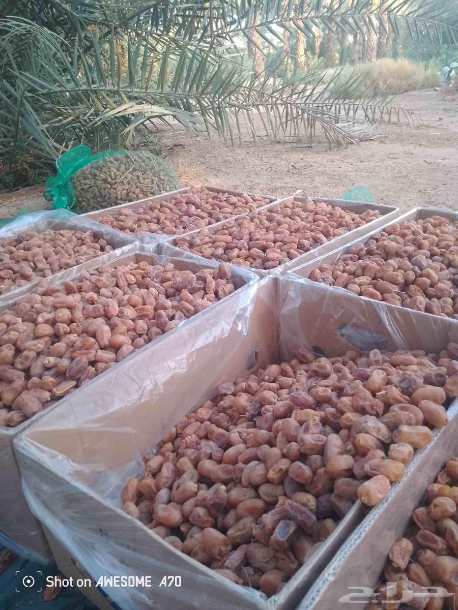 اعمل جميع اشغال النخيل سلام النخيل وخراب النخل جميع اشغال ال64389113814019110