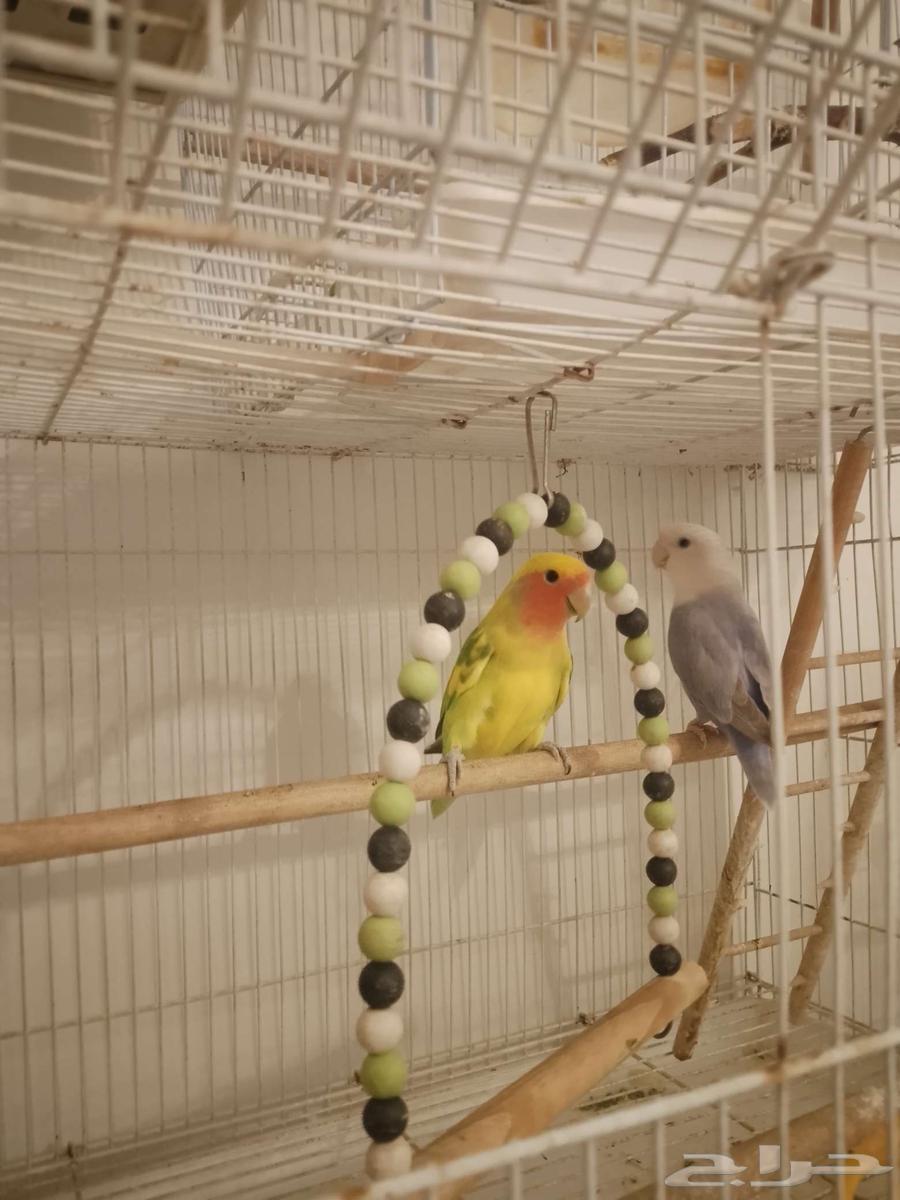 روز منتجه للبيع في مكة64482417264643113