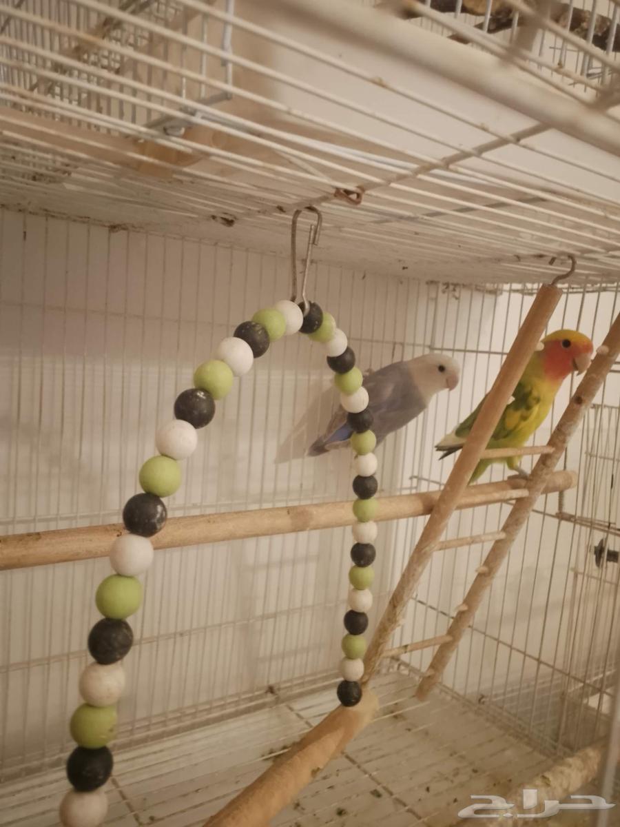 روز منتجه للبيع في مكة64482417264643112