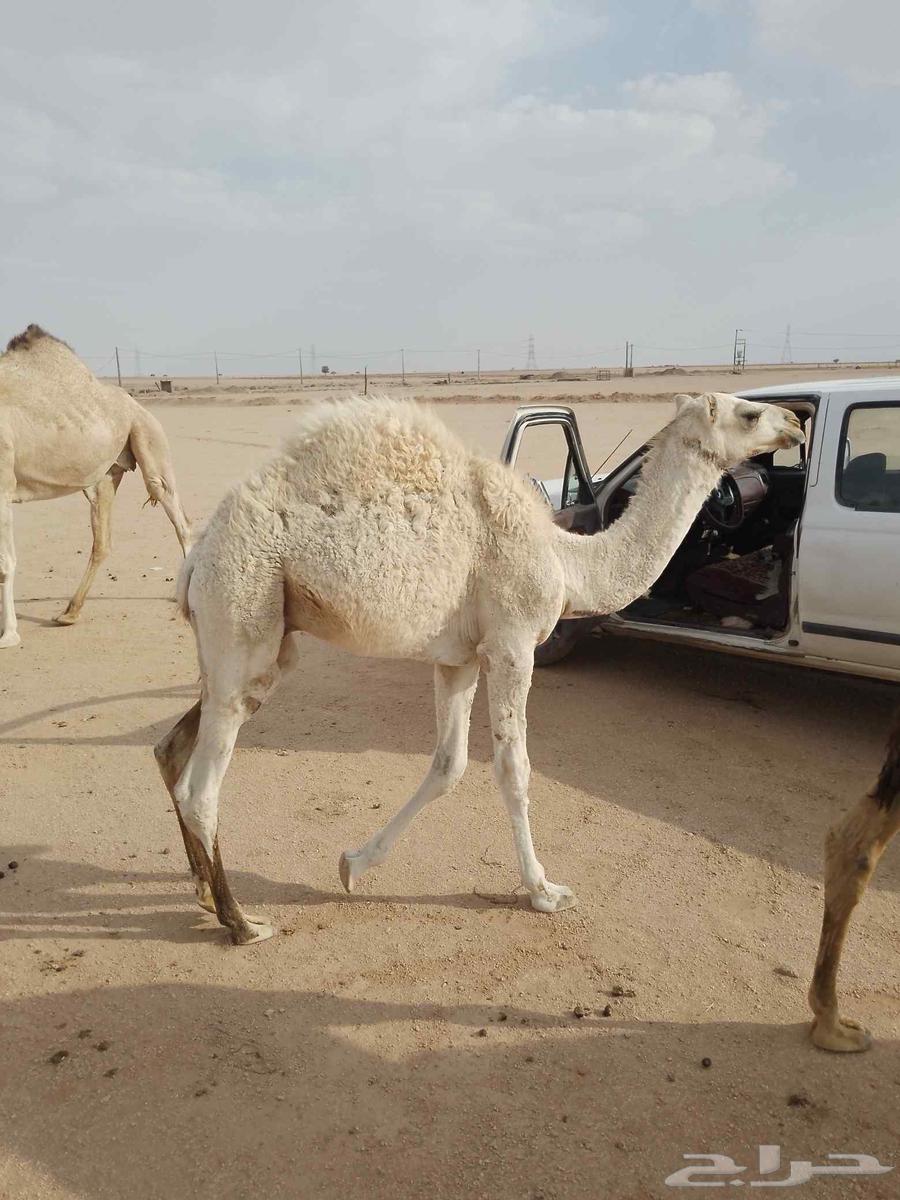 للبيع قعود64484745463938111