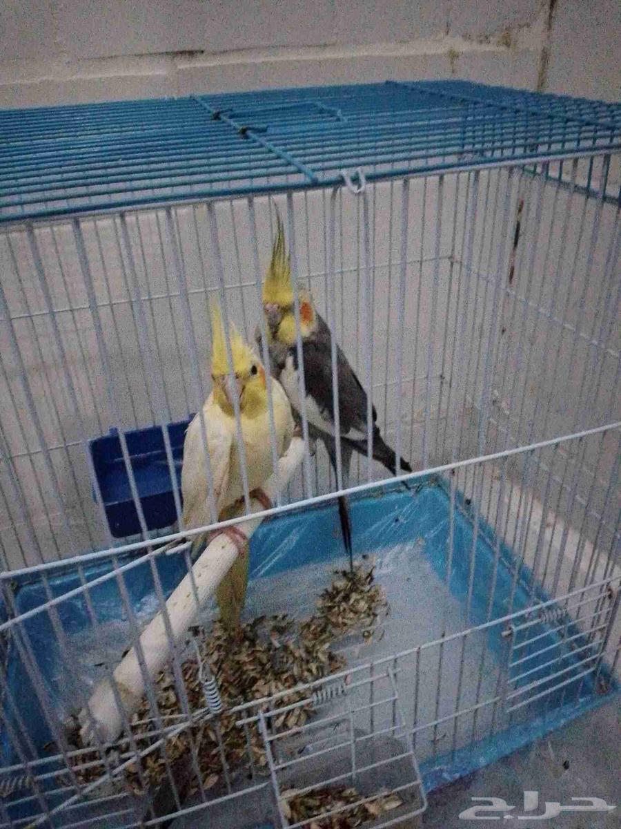 Crown case, product in good health. For sale at the highest price64484389246466110