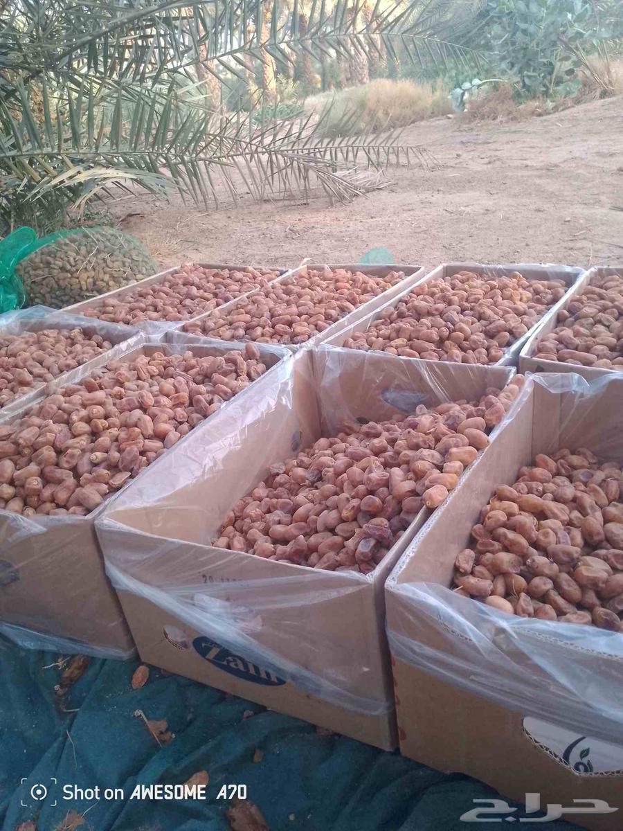 اعمل جميع اشغال النخيل سلام النخيل وخراب النخل جميع اشغال ال64389113814019112